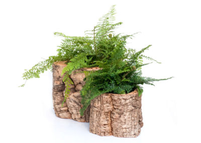 Cork Fern Pot large